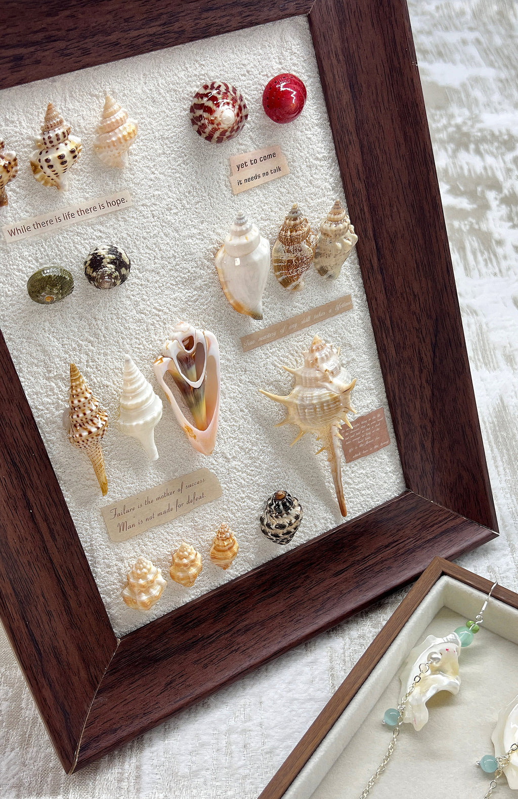 Ocean Seashell Shadow Box Framed Art, One‑of‑a‑Kind Coastal Home Decor
