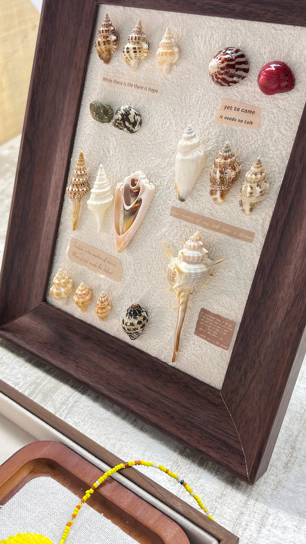 Ocean Seashell Shadow Box Framed Art, One‑of‑a‑Kind Coastal Home Decor