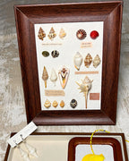 Ocean Seashell Shadow Box Framed Art, One‑of‑a‑Kind Coastal Home Decor