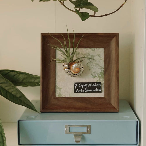 Air Plant Seashell Shadow Box - Wall‑Mounted or Tabletop Display