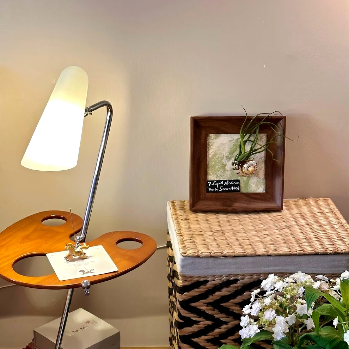 Air Plant Seashell Shadow Box - Wall‑Mounted or Tabletop Display