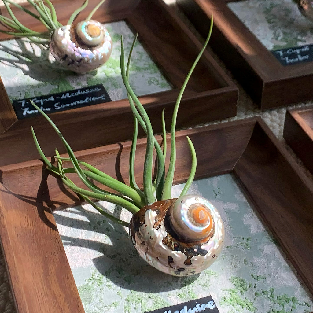 Air Plant Seashell Shadow Box - Wall‑Mounted or Tabletop Display