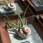 Air Plant Seashell Shadow Box - Wall‑Mounted or Tabletop Display