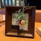 Air Plant Seashell Shadow Box - Wall‑Mounted or Tabletop Display