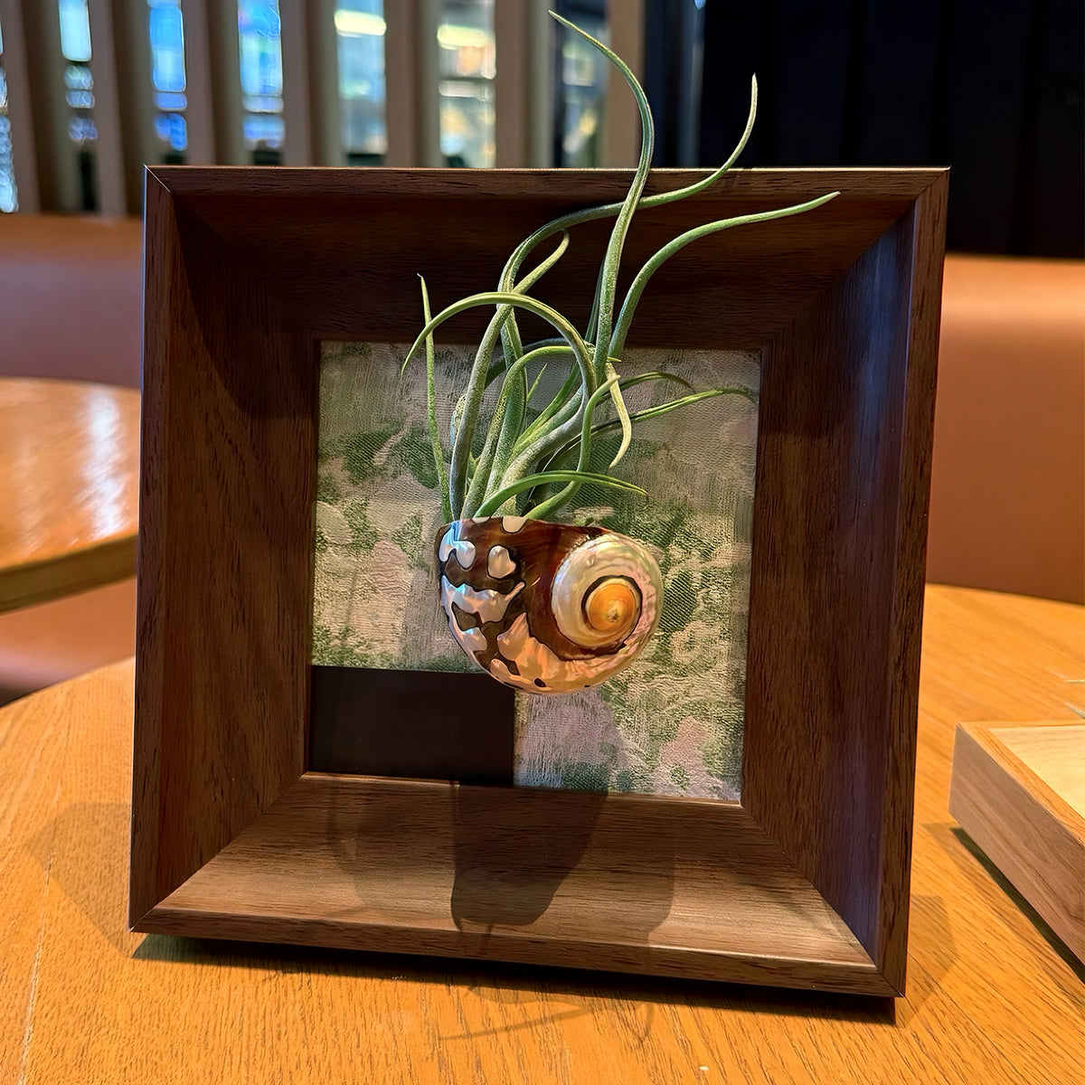 Air Plant Seashell Shadow Box - Wall‑Mounted or Tabletop Display