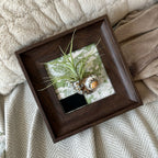 Air Plant Seashell Shadow Box - Wall‑Mounted or Tabletop Display