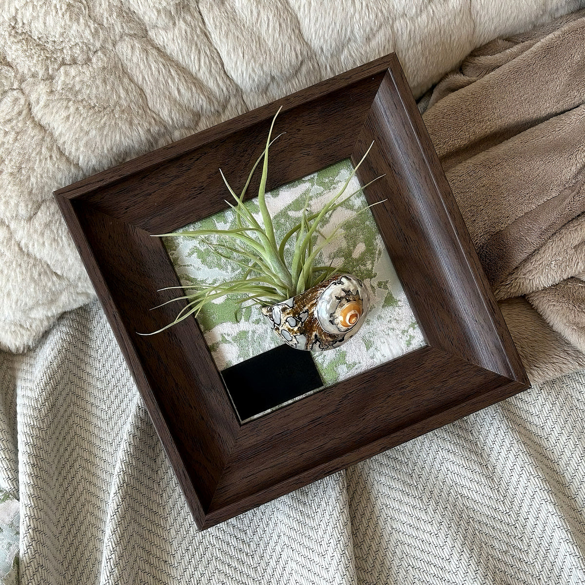 Air Plant Seashell Shadow Box - Wall‑Mounted or Tabletop Display