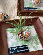 Air Plant Seashell Shadow Box - Wall‑Mounted or Tabletop Display